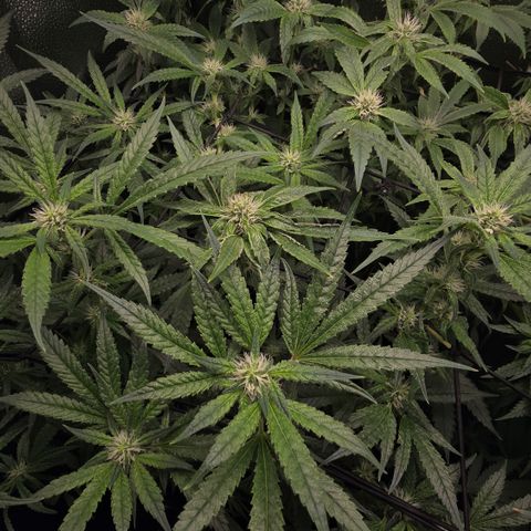Northern Light Blue 🌌 [TOPPING + LST / SCROG] growlog timeline photo