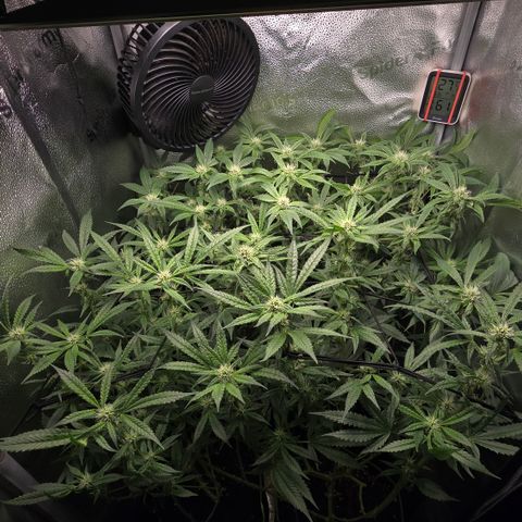 Northern Light Blue 🌌 [TOPPING + LST / SCROG] growlog timeline photo