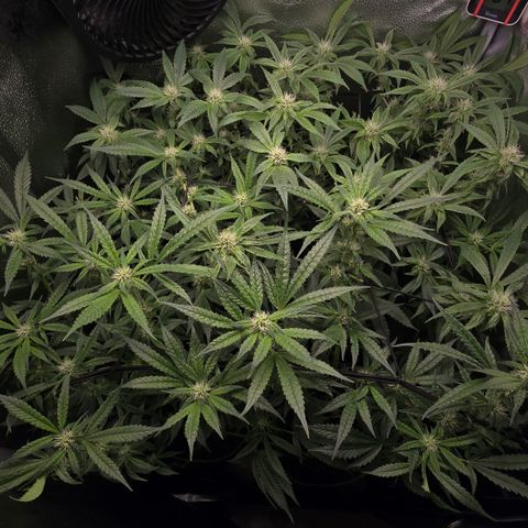 Taffy Tang 🫐 [TOPPING + LST / SCROG] growlog timeline photo