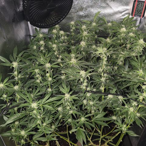 Northern Light Blue 🌌 [TOPPING + LST / SCROG] growlog timeline photo