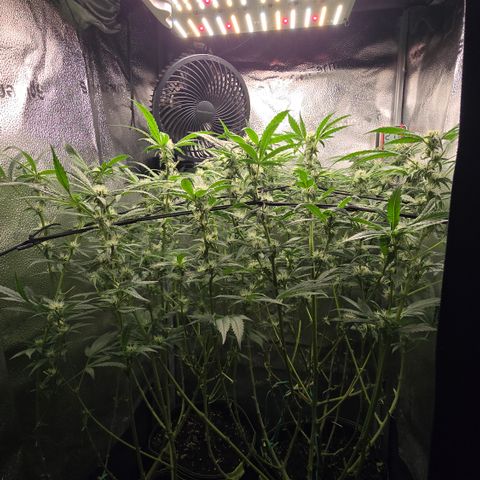 Northern Light Blue 🌌 [TOPPING + LST / SCROG] growlog timeline photo