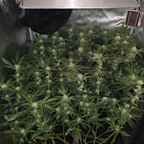 Northern Light Blue 🌌 [TOPPING + LST / SCROG] growlog timeline photo