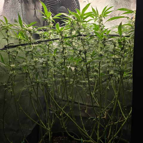 Northern Light Blue 🌌 [TOPPING + LST / SCROG] growlog timeline photo