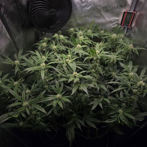 Northern Light Blue 🌌 [TOPPING + LST / SCROG] growlog timeline photo