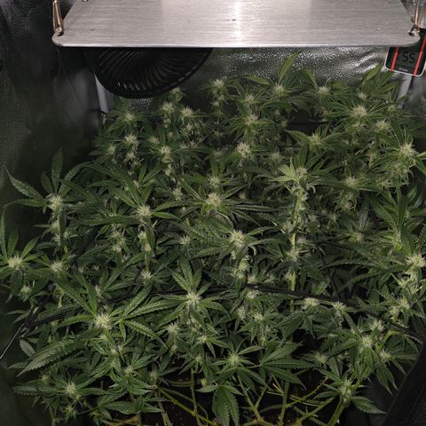 Northern Light Blue 🌌 [TOPPING + LST / SCROG] growlog timeline photo