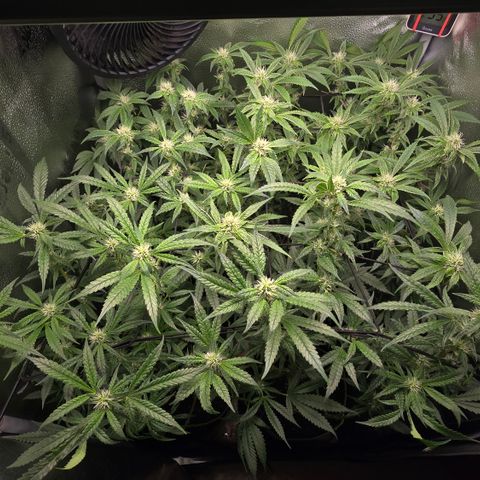Northern Light Blue 🌌 [TOPPING + LST / SCROG] growlog timeline photo