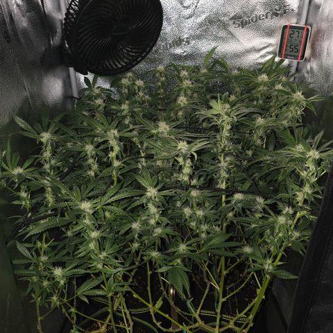 Northern Light Blue 🌌 [TOPPING + LST / SCROG] growlog timeline photo