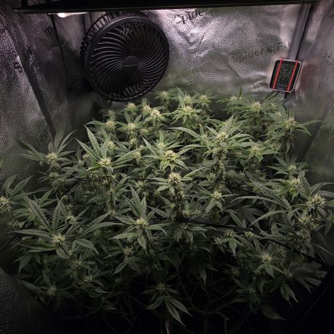 Northern Light Blue 🌌 [TOPPING + LST / SCROG] growlog timeline photo