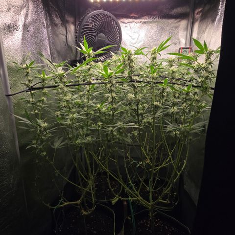 Northern Light Blue 🌌 [TOPPING + LST / SCROG] growlog timeline photo