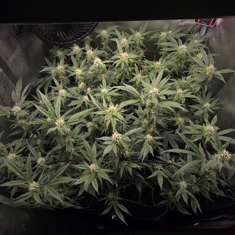 Northern Light Blue 🌌 [TOPPING + LST / SCROG] growlog timeline photo