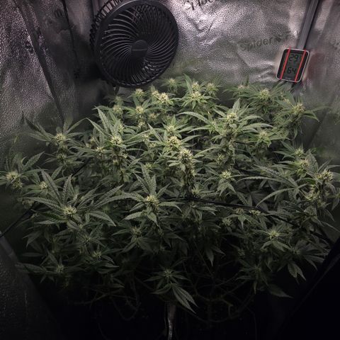 Northern Light Blue 🌌 [TOPPING + LST / SCROG] growlog timeline photo