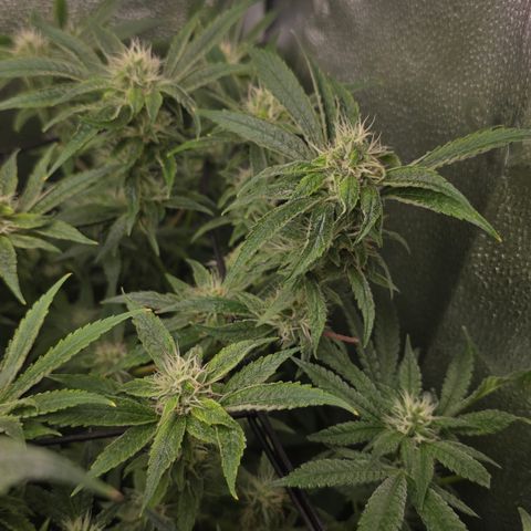 Northern Light Blue 🌌 [TOPPING + LST / SCROG] growlog timeline photo