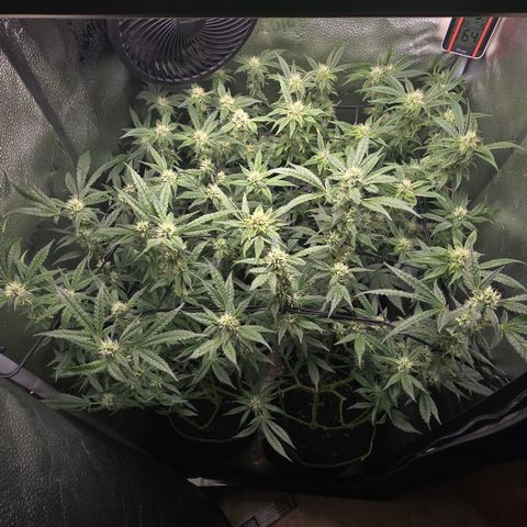 Northern Light Blue 🌌 [TOPPING + LST / SCROG] growlog timeline photo