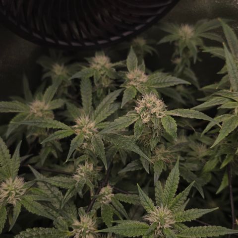 Northern Light Blue 🌌 [TOPPING + LST / SCROG] growlog timeline photo