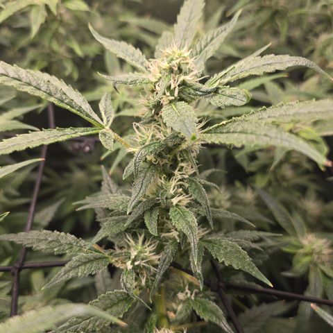 Northern Light Blue 🌌 [TOPPING + LST / SCROG] growlog timeline photo