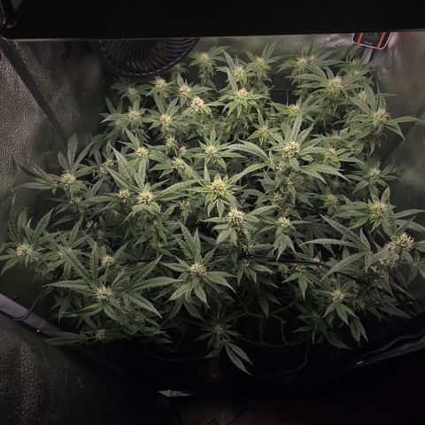 Northern Light Blue 🌌 [TOPPING + LST / SCROG] growlog timeline photo