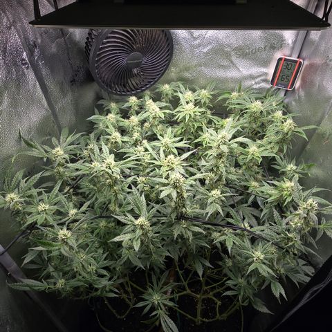 Northern Light Blue 🌌 [TOPPING + LST / SCROG] growlog timeline photo