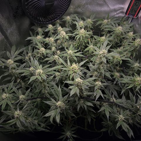 Taffy Tang 🫐 [TOPPING + LST / SCROG] growlog timeline photo