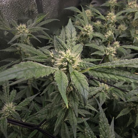 Northern Light Blue 🌌 [TOPPING + LST / SCROG] growlog timeline photo