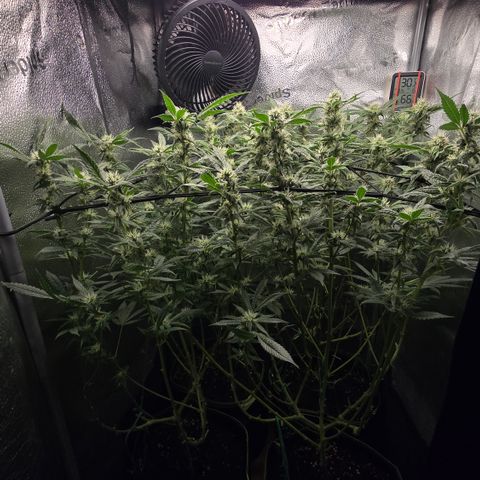 Northern Light Blue 🌌 [TOPPING + LST / SCROG] growlog timeline photo