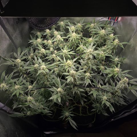 Northern Light Blue 🌌 [TOPPING + LST / SCROG] growlog timeline photo
