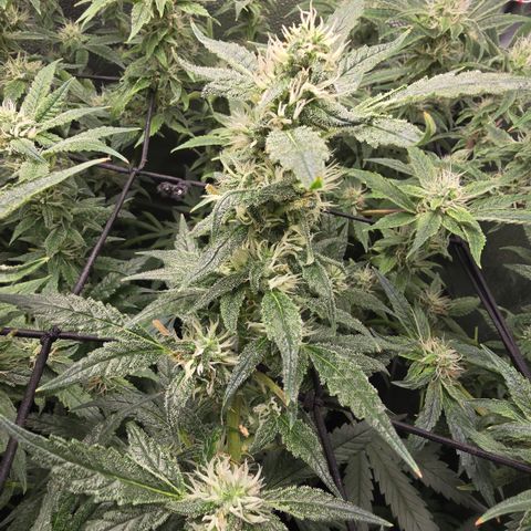 Taffy Tang 🫐 [TOPPING + LST / SCROG] growlog timeline photo