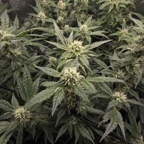 Northern Light Blue 🌌 [TOPPING + LST / SCROG] growlog timeline photo