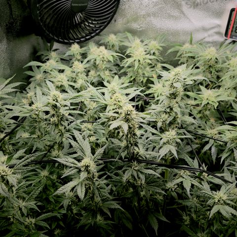 Northern Light Blue 🌌 [TOPPING + LST / SCROG] growlog timeline photo