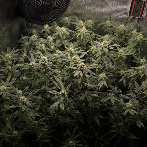Northern Light Blue 🌌 [TOPPING + LST / SCROG] growlog timeline photo