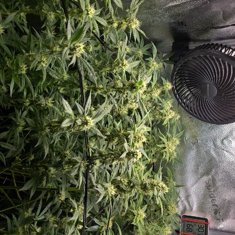 Northern Light Blue 🌌 [TOPPING + LST / SCROG] growlog timeline photo