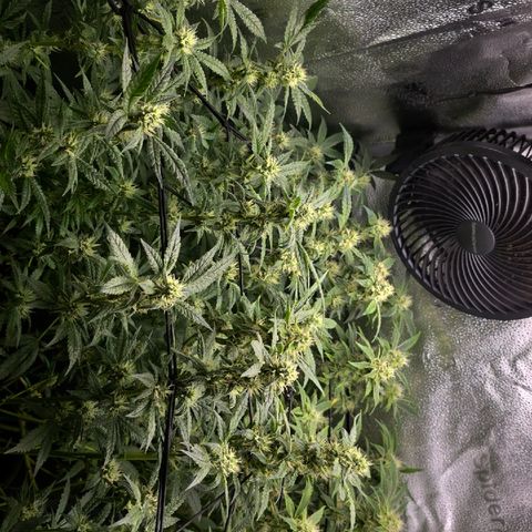 Northern Light Blue 🌌 [TOPPING + LST / SCROG] growlog timeline photo