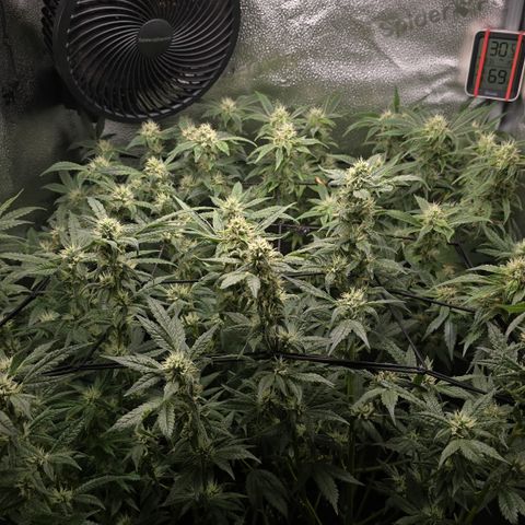 Northern Light Blue 🌌 [TOPPING + LST / SCROG] growlog timeline photo