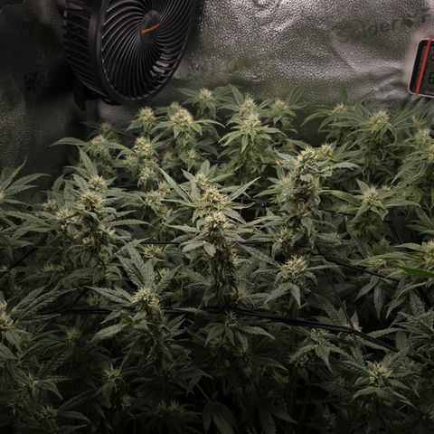 Northern Light Blue 🌌 [TOPPING + LST / SCROG] growlog timeline photo