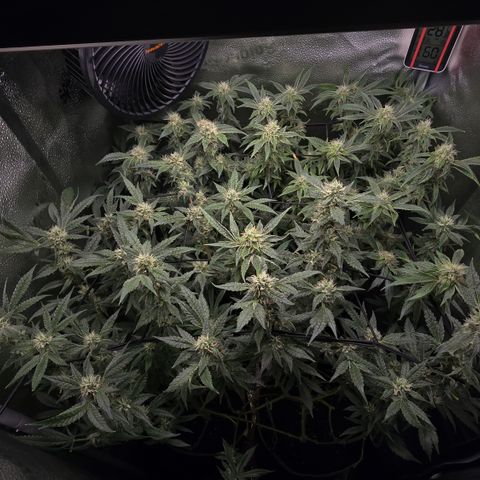 Northern Light Blue 🌌 [TOPPING + LST / SCROG] growlog timeline photo