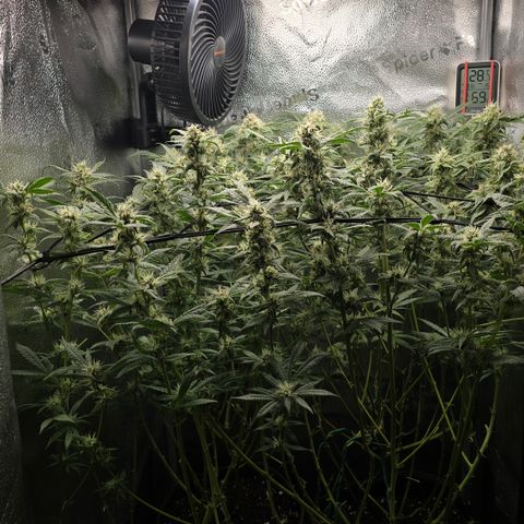 Northern Light Blue 🌌 [TOPPING + LST / SCROG] growlog timeline photo