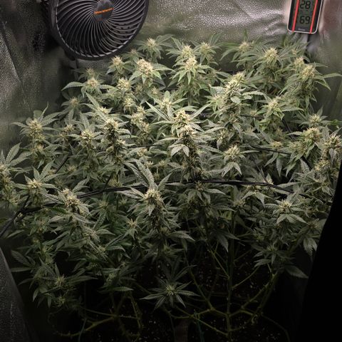 Northern Light Blue 🌌 [TOPPING + LST / SCROG] growlog timeline photo