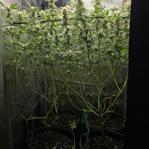 Northern Light Blue 🌌 [TOPPING + LST / SCROG] growlog timeline photo