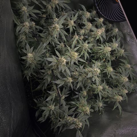 Northern Light Blue 🌌 [TOPPING + LST / SCROG] growlog timeline photo