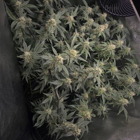 Northern Light Blue 🌌 [TOPPING + LST / SCROG] growlog timeline photo