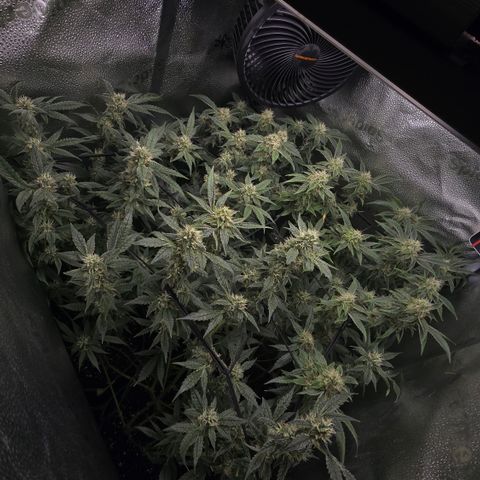 Taffy Tang 🫐 [TOPPING + LST / SCROG] growlog timeline photo