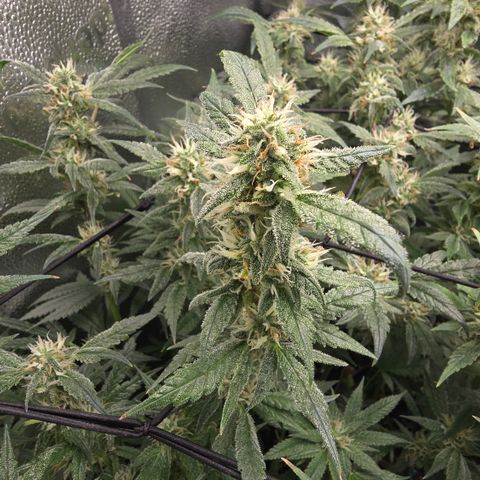 Northern Light Blue 🌌 [TOPPING + LST / SCROG] growlog timeline photo