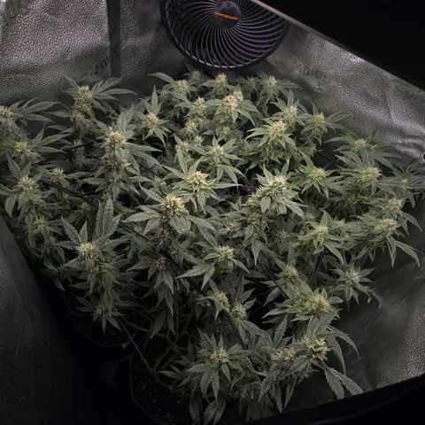 Taffy Tang 🫐 [TOPPING + LST / SCROG] growlog timeline photo