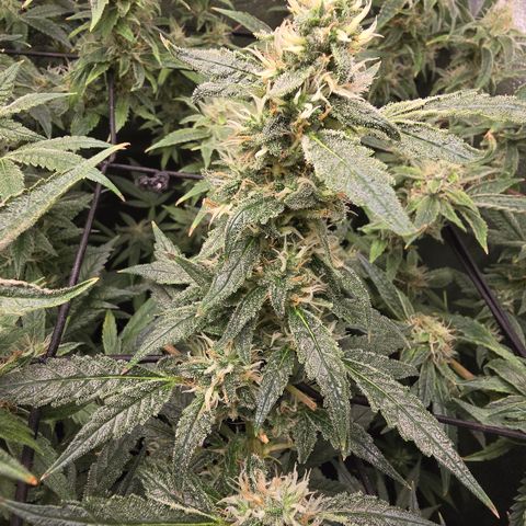 Taffy Tang 🫐 [TOPPING + LST / SCROG] growlog timeline photo