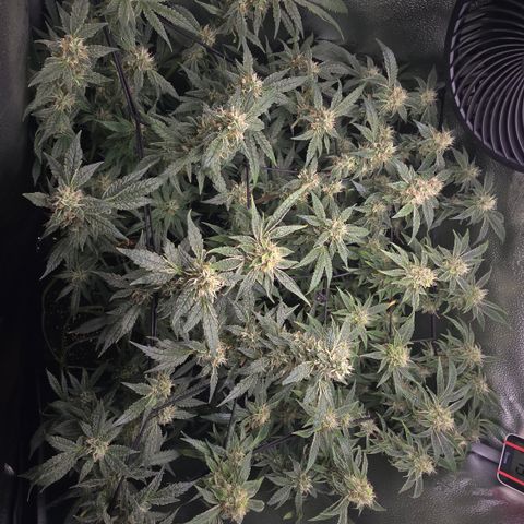 Northern Light Blue 🌌 [TOPPING + LST / SCROG] growlog timeline photo