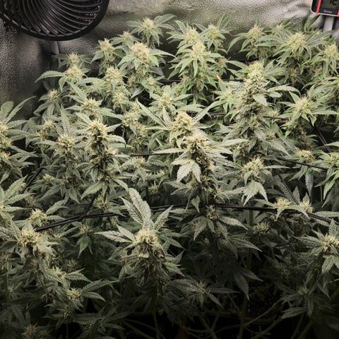 Northern Light Blue 🌌 [TOPPING + LST / SCROG] growlog timeline photo