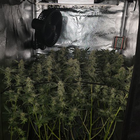 Northern Light Blue 🌌 [TOPPING + LST / SCROG] growlog timeline photo