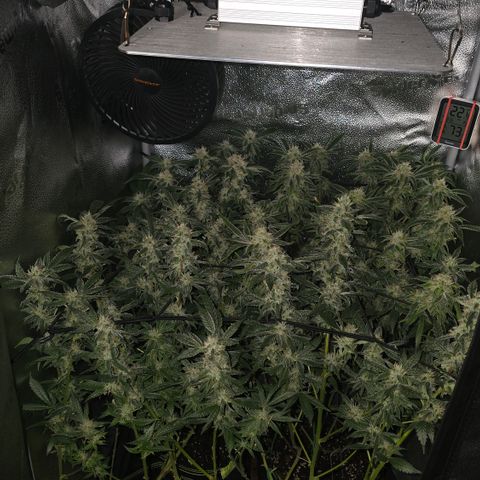 Northern Light Blue 🌌 [TOPPING + LST / SCROG] growlog timeline photo