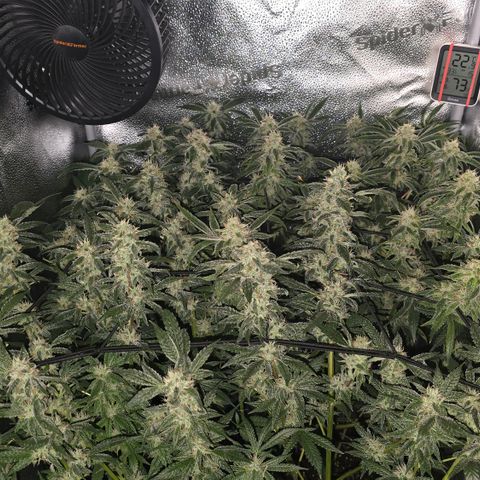 Northern Light Blue 🌌 [TOPPING + LST / SCROG] growlog timeline photo