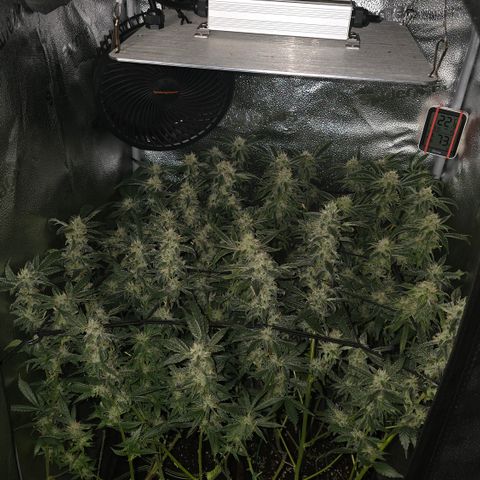 Northern Light Blue 🌌 [TOPPING + LST / SCROG] growlog timeline photo