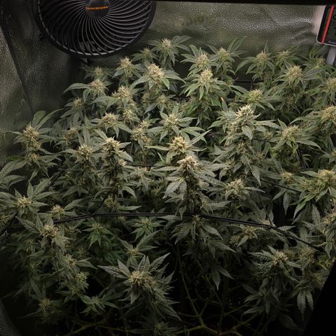 Northern Light Blue 🌌 [TOPPING + LST / SCROG] growlog timeline photo